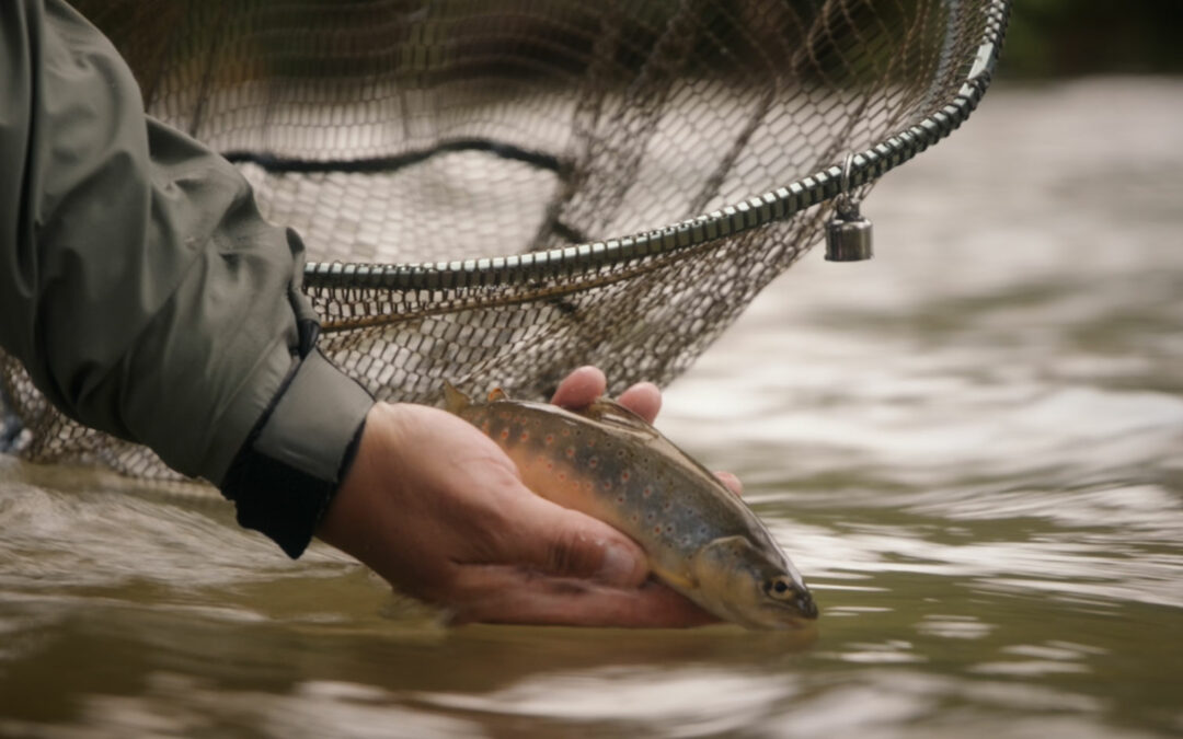 Tenkara 8pieds6